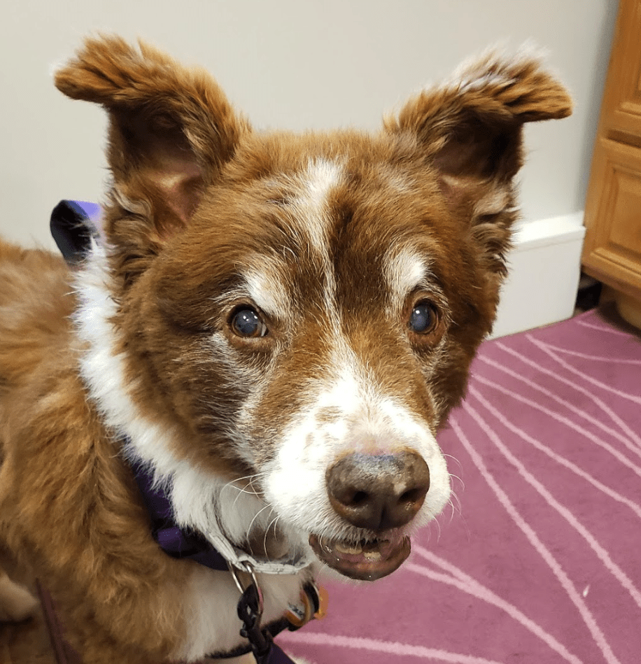 Adorable dog receiving integrative pet cancer treatments in New Jersey