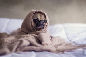 How Acupuncture Treats Anxiety In Pets