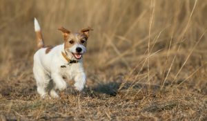 Starting 2025 Right: Integrative Approaches to Boost Your Pet’s Animal Health