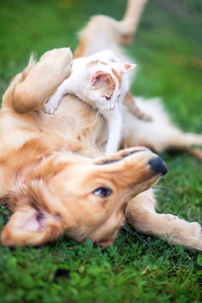Domestic cat and golden retriever enjoying nature at home, symbolizing hope and holistic well-being in treating pet cancer naturally