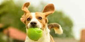 Boosting Pet Health: Mindful Enrichment for Your Furry Buddies