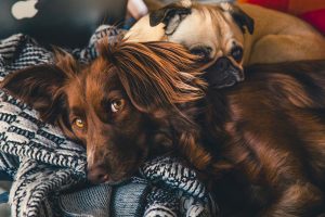 The Benefits of Alternative Cancer Treatments for Pets