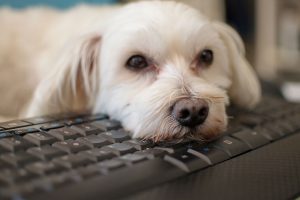 Dr. Kendra Pope veterinary integrative oncology