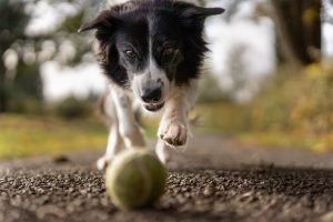 Dr. Kendra Pope Pet veterinary practice New Jersey to improve your pet health