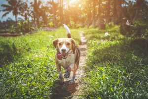 Vitamin C Therapy in Pets: A Vital Supplement for Aging and Recovery