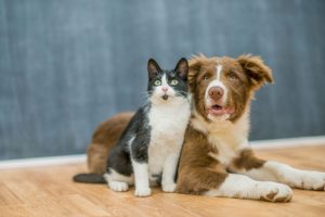 Understanding Pet Oncology: How Integrative Approaches Can Support Your Pet’s Cancer Treatment