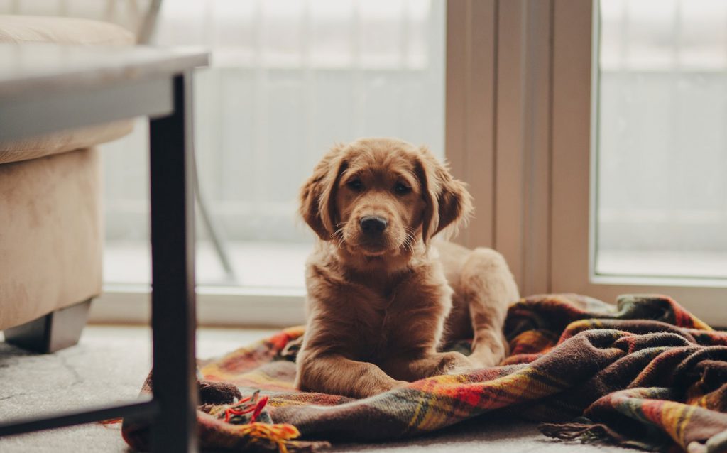 holistic care for your furry friends