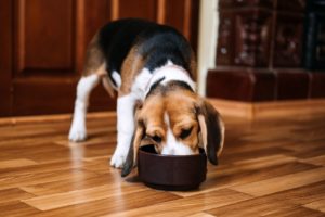 Reduce Pet Anxiety During Holiday Gatherings