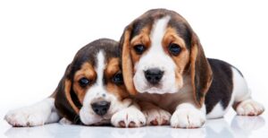 When Should You Consider Animal Rehabilitation as Part of Your Pet’s Treatment Plan?