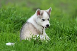 Holistic Approaches to Pet Optimal Health & Wellness: A Path to Alternative Care