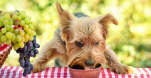 Can Integrative Nutrition Improve Long-Term Animal Wellness Naturally?