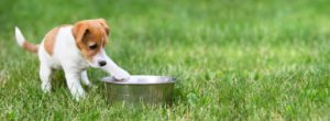 Transitioning to a Natural Pet Diet Plan: Tips for Success