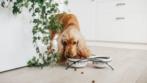 How to Choose the Right Dietary Supplements for Pets: Tips for New Jersey Pet Owners
