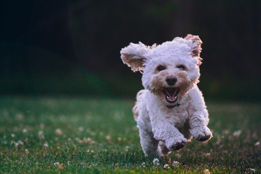 Fluffy cockapoo, revitalized by herbal supplements for pets, frolics with boundless energy at the park