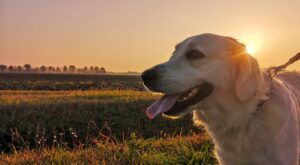 Can a Holistic Pet Care Approach Improve Quality of Life for Aging Pets?