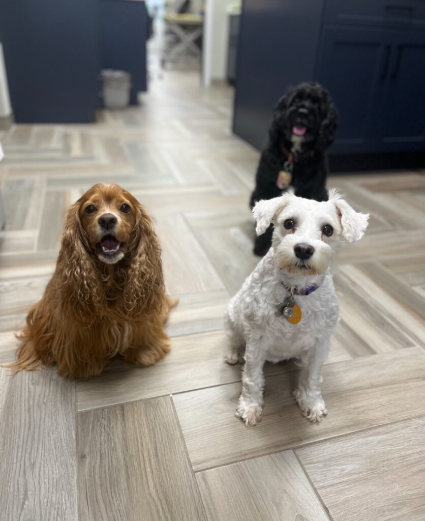 Cute dogs sitting together, showcasing the benefits of Vitamin C Therapy for pet health, aging, and recovery.