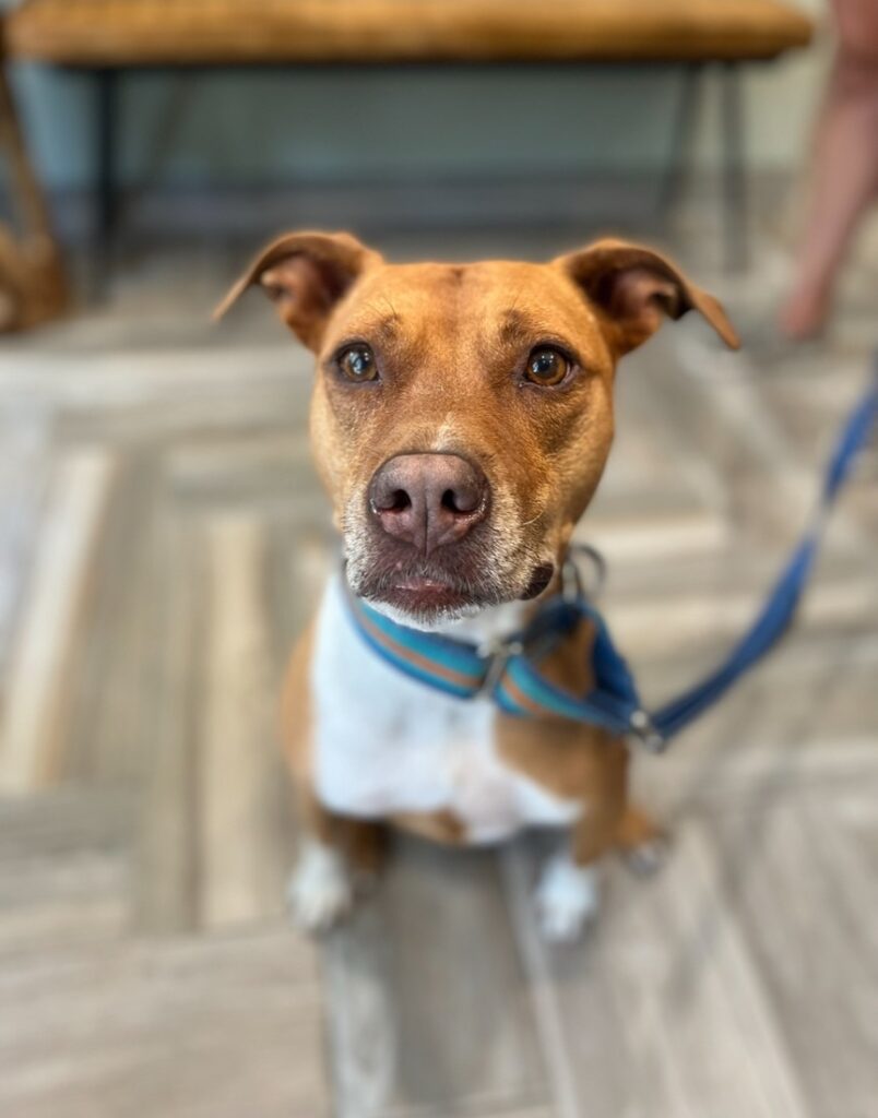Senior dog waiting in a veterinary clinic, representing the benefits of a Holistic Pet Care Approach in promoting relaxation and well-being.