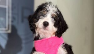 When Should I Explore Alternative Pet Cancer Treatments for My Pet in New Jersey?