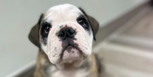 What Are the Benefits of Alternative Cancer Treatments for Pets in New Jersey?