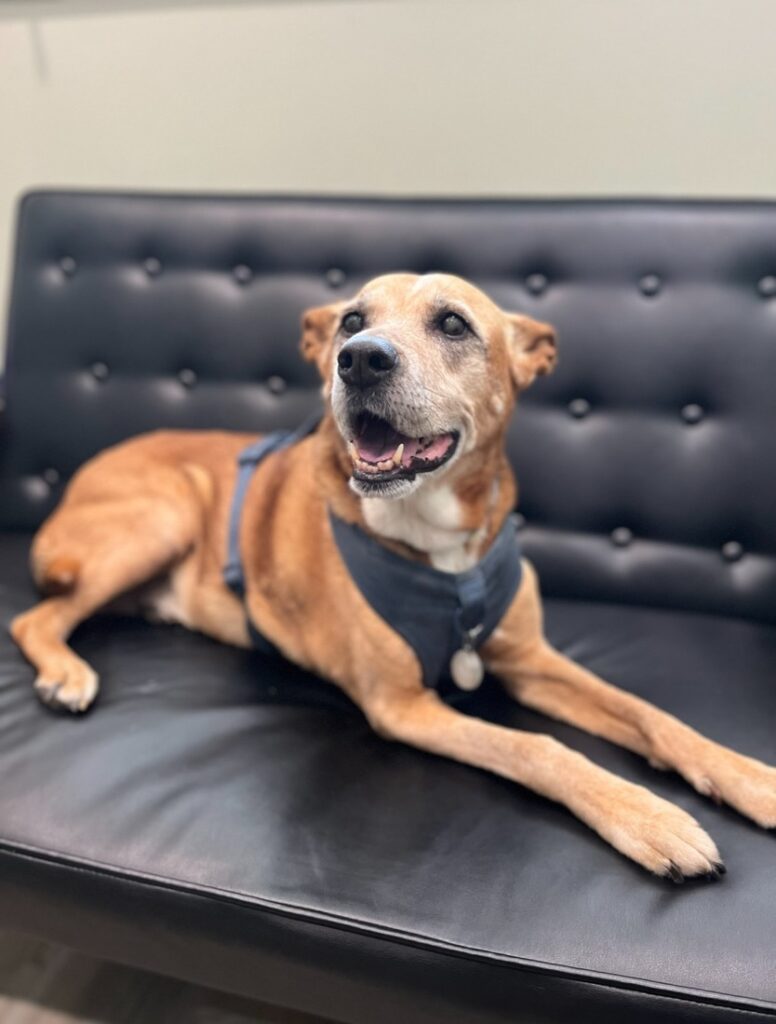 A joyful dog, exemplifying the benefits of acupuncture and massage for a healthy pet