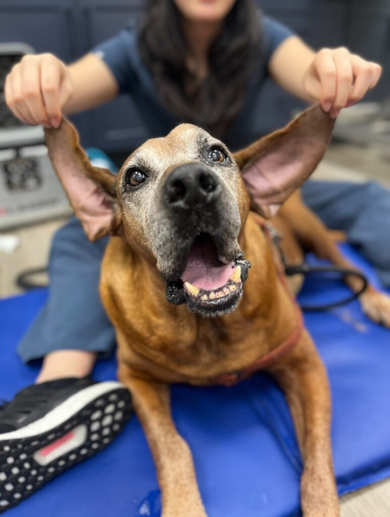 A relaxed dog receiving a soothing medical massage for pets, highlighting the therapeutic benefits for New Jersey pets