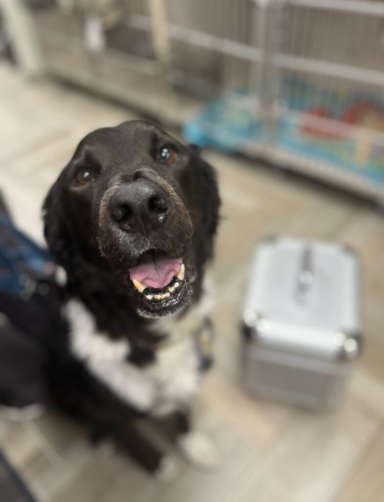 Happy dog showing the positive effects of IV Nutrient Therapy, highlighting the health benefits for pets.