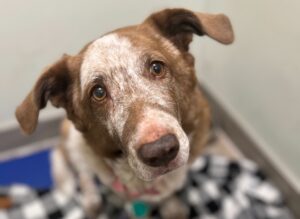 Integrative Diagnostics for Pets: Revolutionizing Veterinary Health in New Jersey