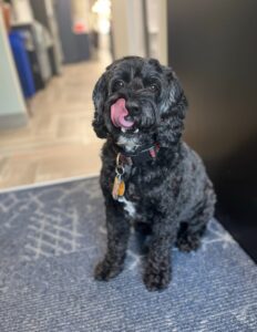 Holistic Veterinary Oncology vs. Conventional Cancer Care: What Pet Owners Need to Know