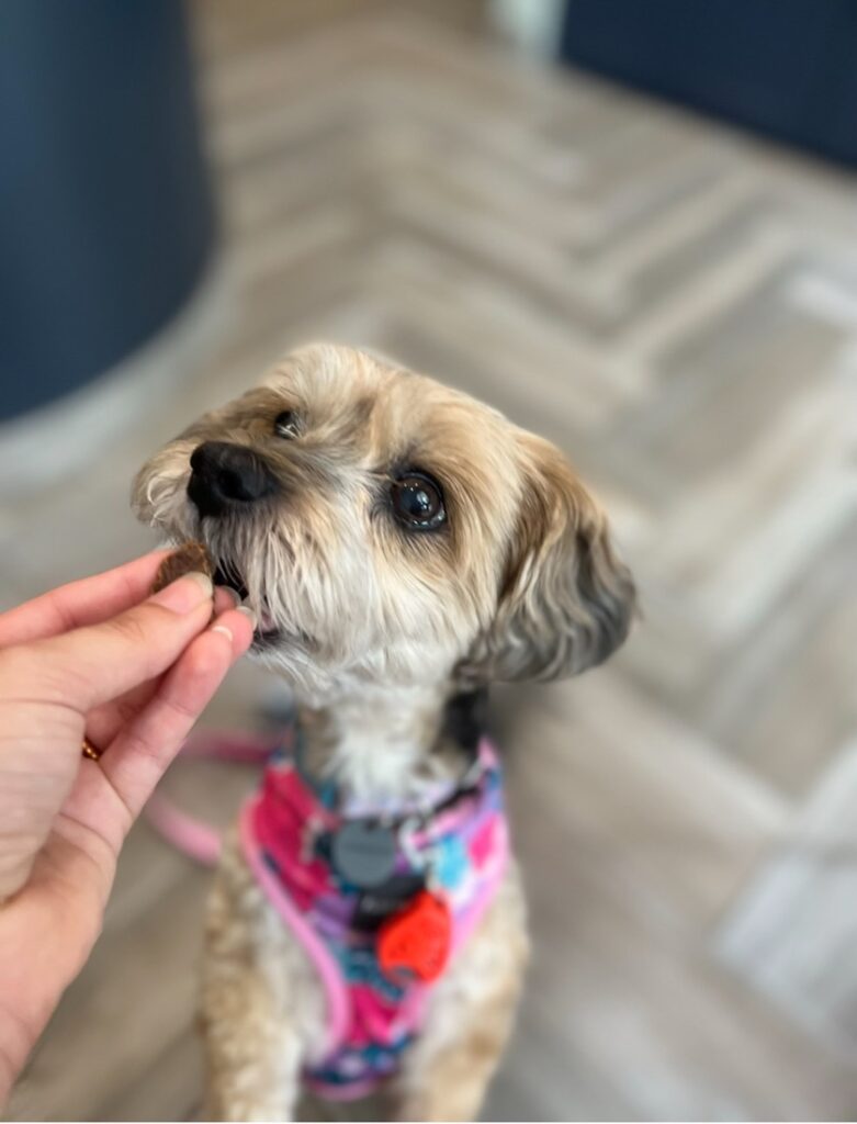 Dog being gently fed a natural supplement by its owner as part of holistic pet treatments focused on long-term health and wellness.