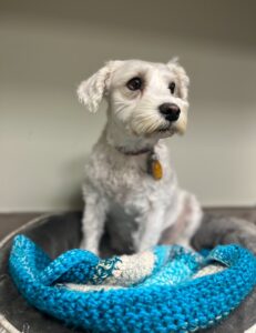 How Can Ozone Therapy Benefit My Pet’s Health in New Jersey?