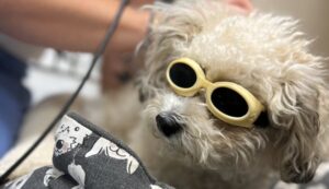 How Do Holistic Pet Treatments Support Long-Term Wellness?