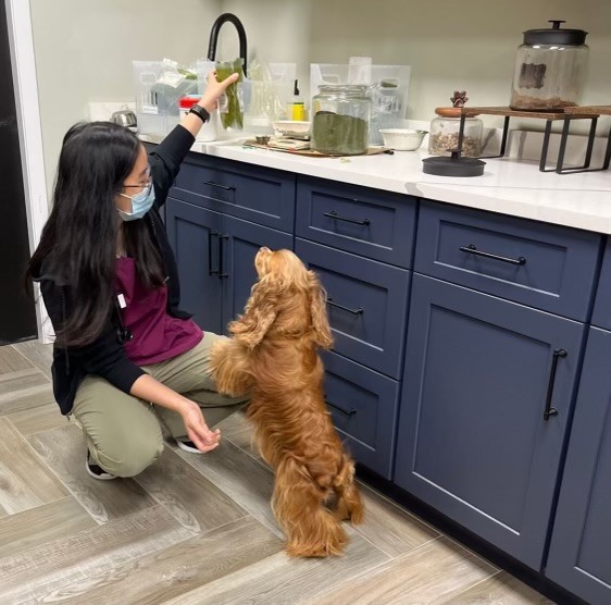 A veterinarian using Holistic Veterinary Oncology techniques to support a dog's cancer treatment.