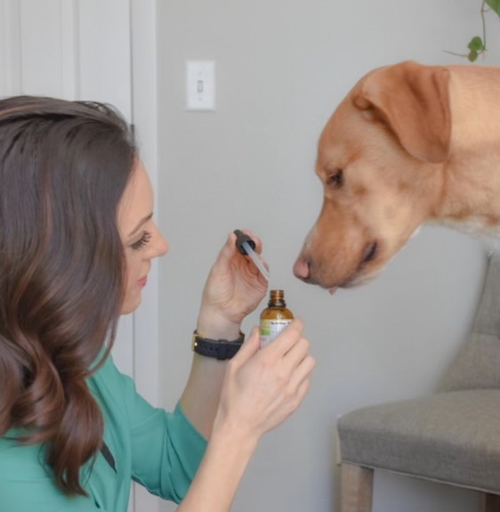 Veterinarian administering medicine to a dog as part of integrative strategies to prevent toxicity in pets.