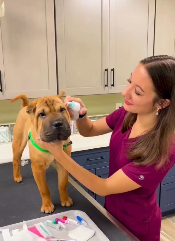 Prism Integrative Veterinary Health's veterinarian examining a dog during a pet cancer treatments consultation in New Jersey.