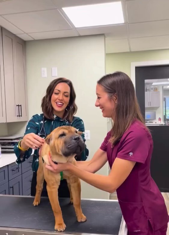 A dog having a veterinary checkup, illustrating the benefits of preventative pet medicine through traditional and integrative care in New Jersey.