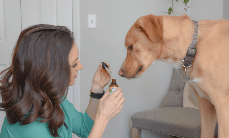 Veterinarian gently caring for a dog, illustrating Integrative Veterinary Oncology support for pets during cancer treatment.