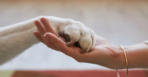 How Integrative Veterinary Oncology Can Support Your Pet’s Cancer Journey